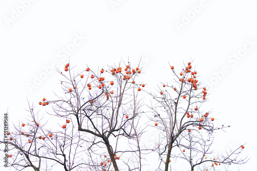A lot of orange persimmons hanging on the branches in late autumn and early winter.