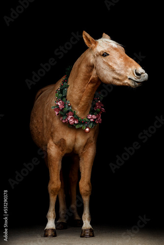Portrait of a beautiful palomino kinsky horse wearing a christmas wreath in front of black background