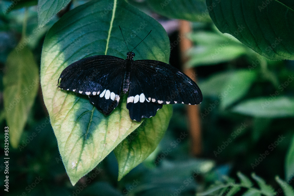Fototapeta premium Butterfly on Mainau Island near Konstanz.