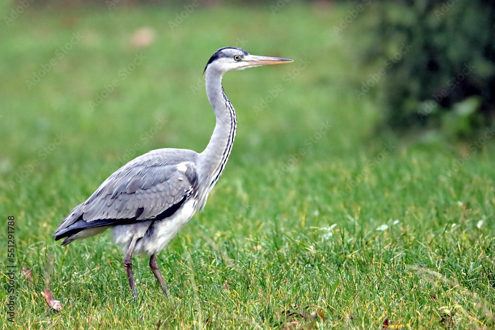 Naklejka premium Heron