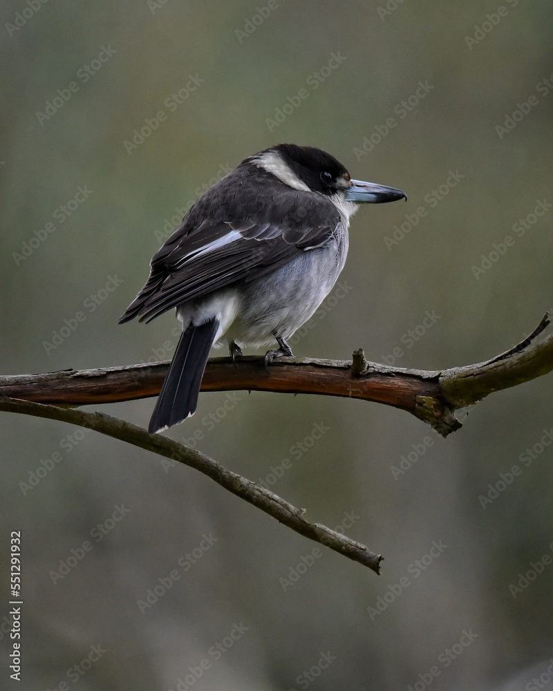 Obraz premium spotted woodpecker