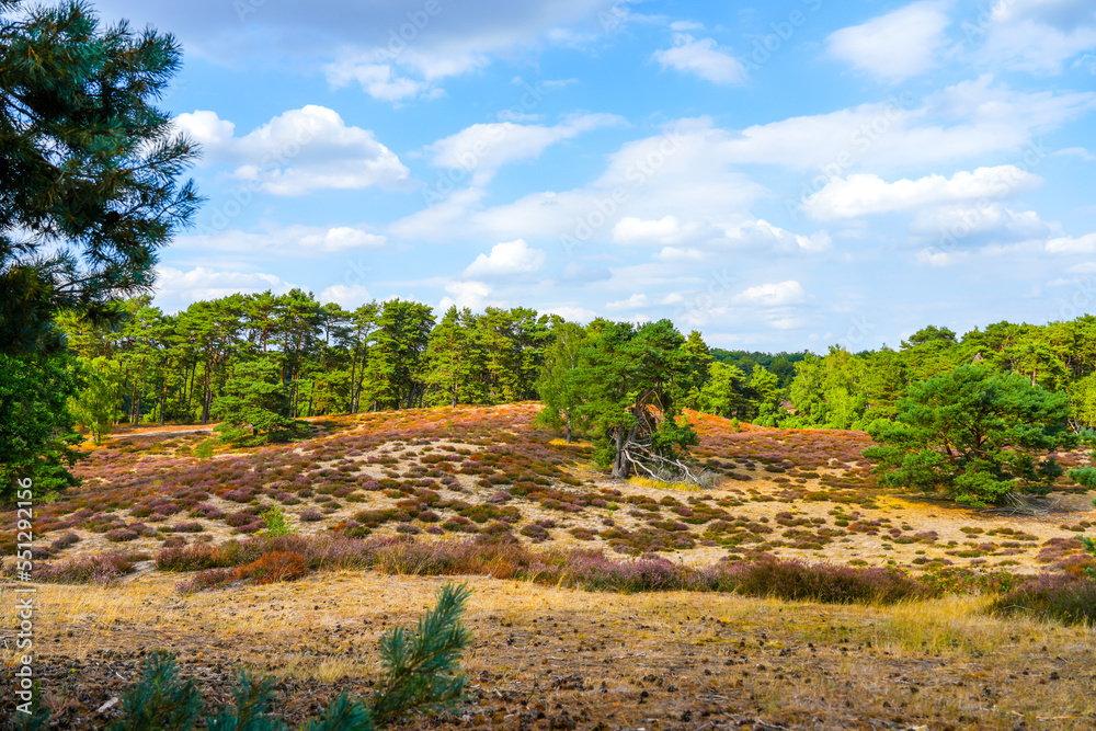 Nature in the Westruper Heide. Landscape with heather plants and trees in the nature reserve in Haltern am See.