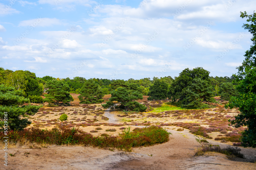 Nature in the Westruper Heide. Landscape with heather plants and trees in the nature reserve in Haltern am See.