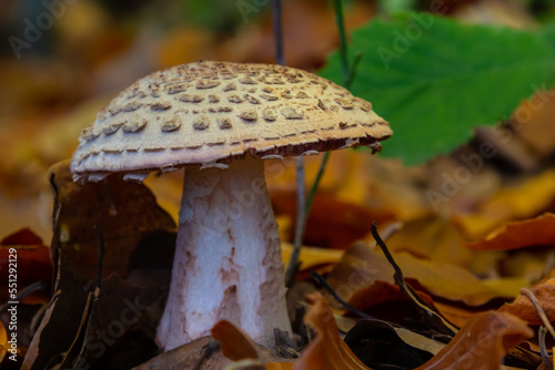 this mushroom is an amanita rubescens and it grows in the forest photo