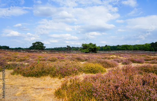 Nature in the Westruper Heide. Landscape with heather plants and trees in the nature reserve in Haltern am See.