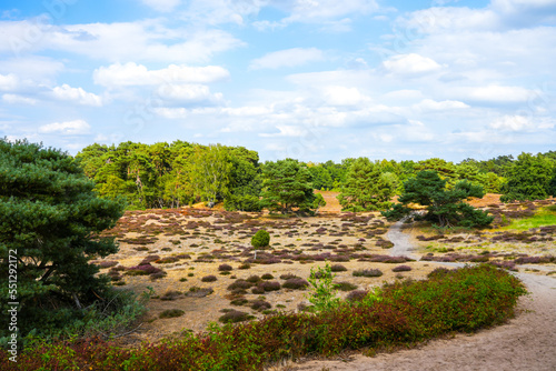 Nature in the Westruper Heide. Landscape with heather plants and trees in the nature reserve in Haltern am See.