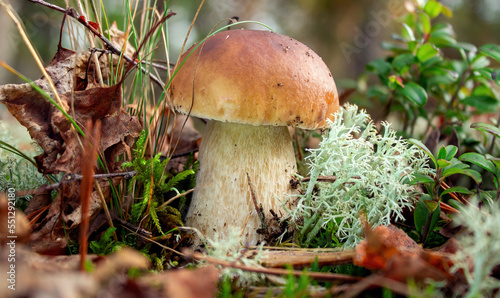 Fresh mushroom on moss. Boletus