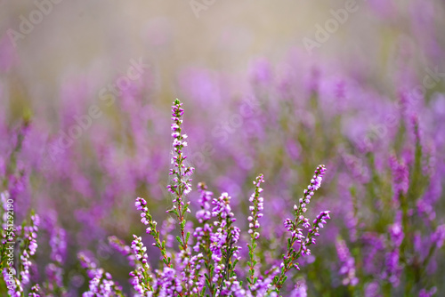 Close-up of heather plants in the nature reserve in Haltern am See. Westruper Heide. Erica. 