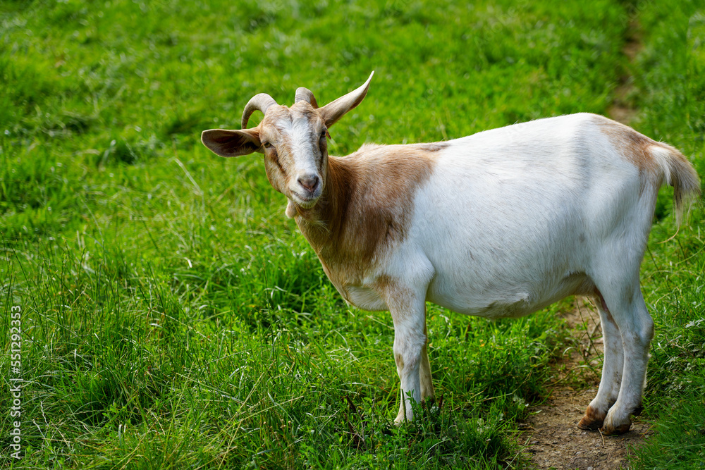 Brown white goat on the meadow. Brown white goat on the meadow.