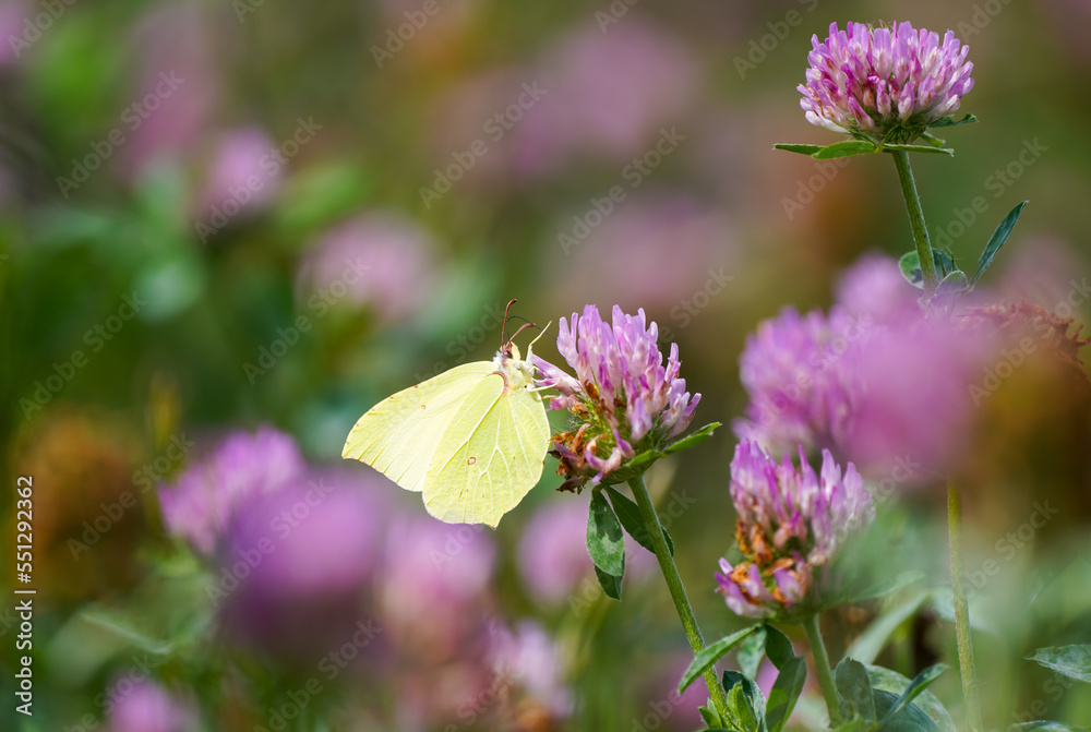 Brimstone butterfly on pink clover blossom. Close-up butterfly in natural environment. Insect collects nectar on a flower. Gonepteryx rhamni.
Brimstone butterfly on pink clover blossom. Close-up butterfly in natural environment. Insect collects nectar on a flower. Gonepteryx rhamni.