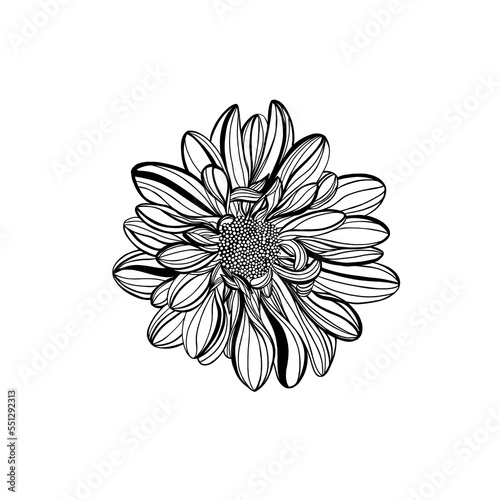 Fototapeta Naklejka Na Ścianę i Meble -  Black and white line illustration of daisy flowers on a white background. Flower chrysanthemum isolated on white