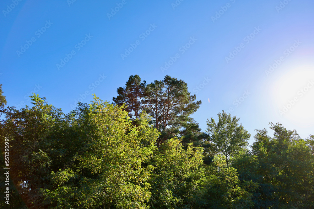 Tops of trees against the sky. The tops of pine trees against the blue sky in summer. Green tree tops, blue sky and sunbeams