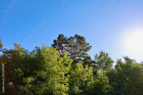 Tops of trees against the sky. The tops of pine trees against the blue sky in summer. Green tree tops  blue sky and sunbeams