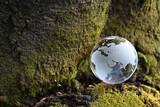 ガラスの地球儀と苔むした樹木　SDGs 環境保護などのイメージ glass globe and  a tree covered with lichen