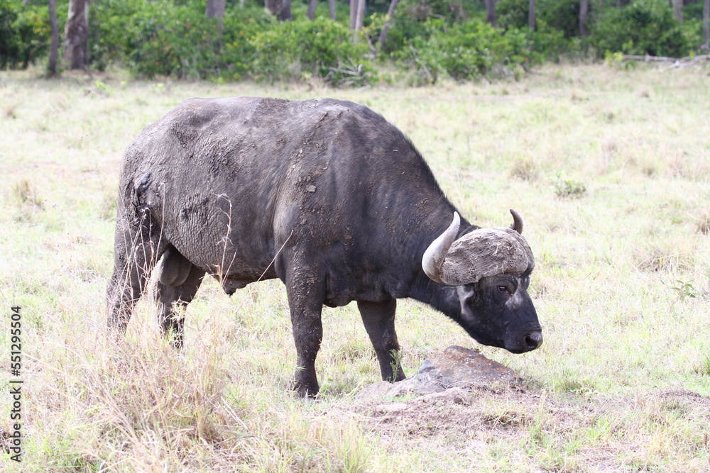 An old cape buffalo feeding on dry grass