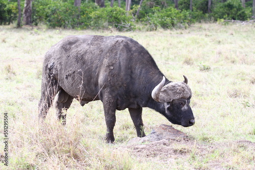 An old cape buffalo feeding on dry grass