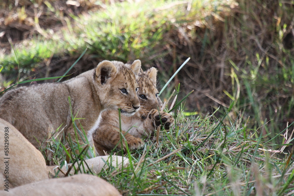 Naklejka premium Two tiny baby lion cubs sitting in green grass, both looking to the right