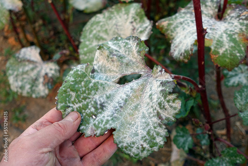 okra plant diseases, whitening of okra plant leaves, diseased okra plant and whitening leaves,