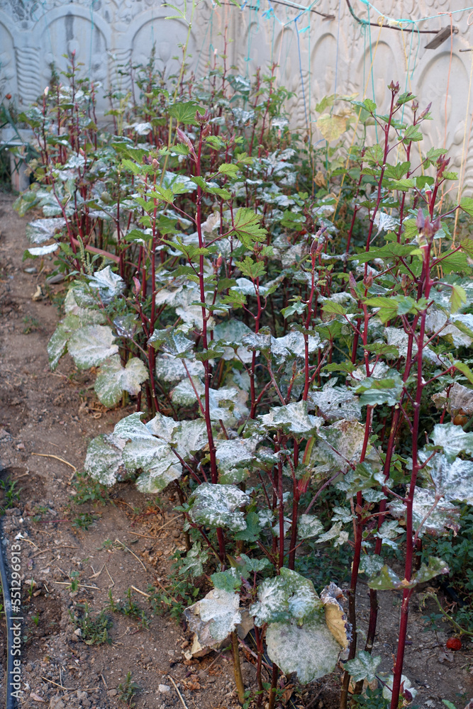 okra plant diseases, whitening of okra plant leaves, diseased okra