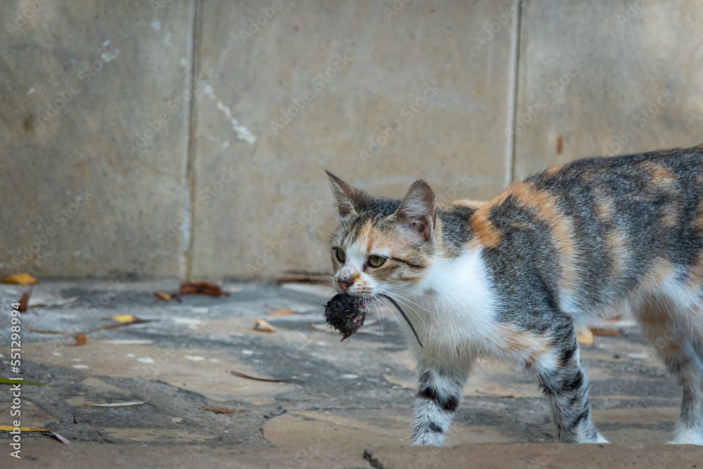 Fototapeta premium Cat hunt mouse encounter closeup at a low level view