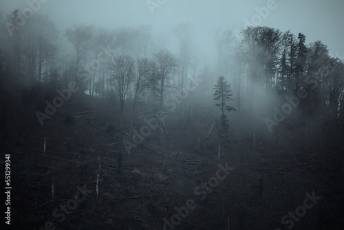 fog in the forest © Sieku Photo