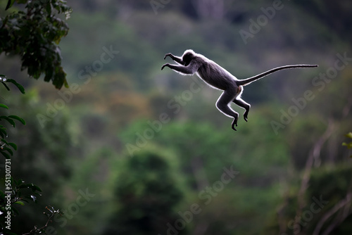 Photography Wild animals,Leaf monkey or Dusky langur jumping on the treetops wildlife in Tha