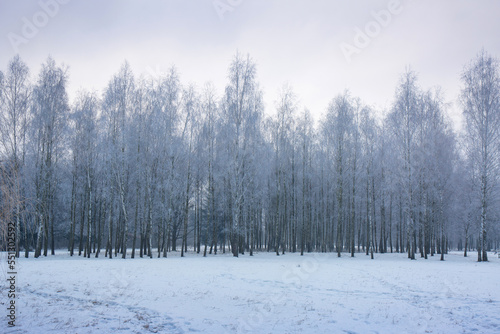 Birch grove on a winter morning