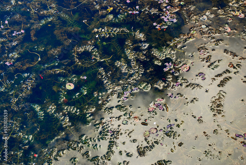 Plantas de água doce (Gênero Elodea) | Waterweeds photo