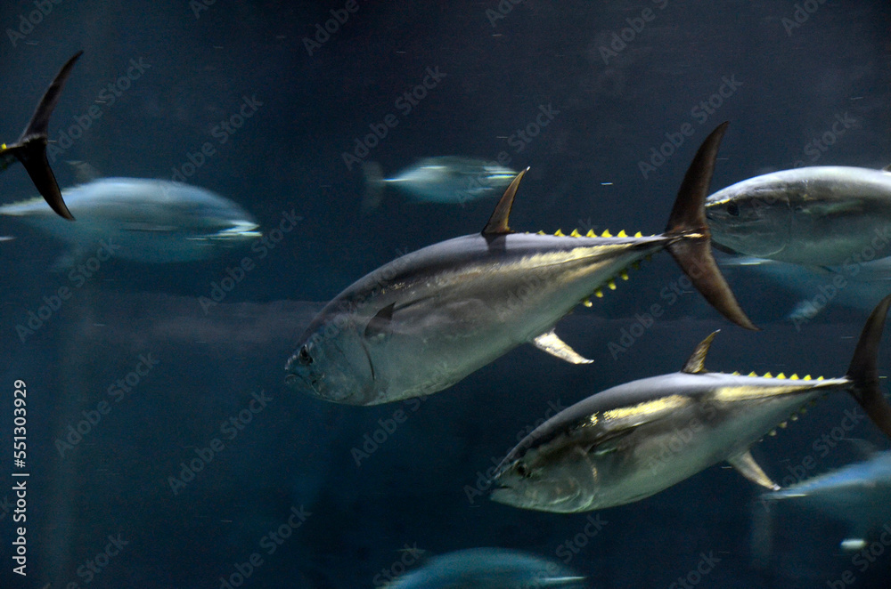 Naklejka premium マグロ