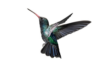 Broad-Billed Hummingbird (Cynanthus latirostris) Photo, in Flight on a Transparent Background