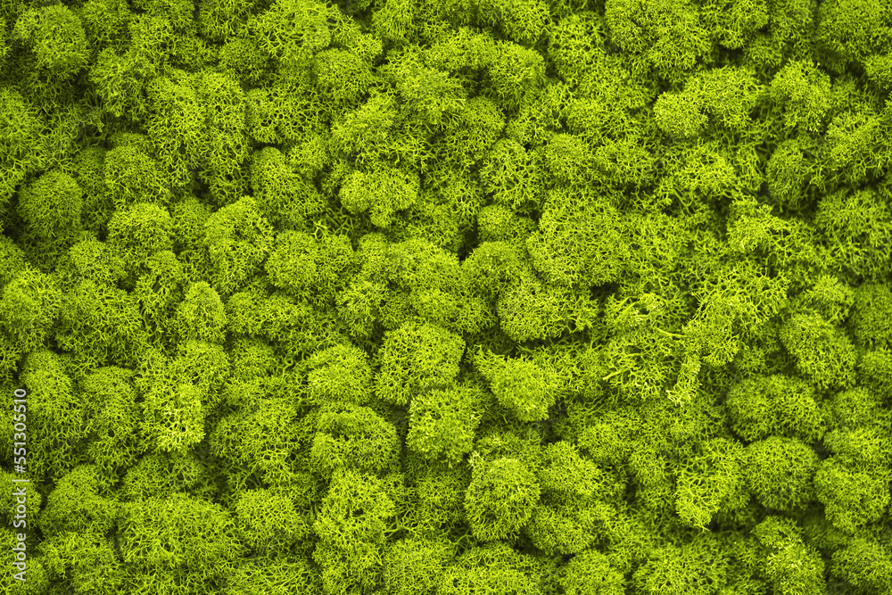 Decorative stabilized moss, close-up background. Moss texture