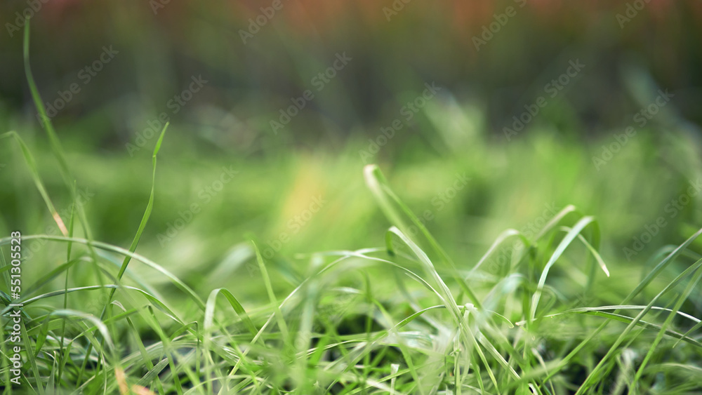Sprouted wheat grains after sowing in the ground, background copy space. Green wheat sprouts close-up Sprouted wheat grains after sowing in the ground, background copy space. Green wheat sprouts close-up