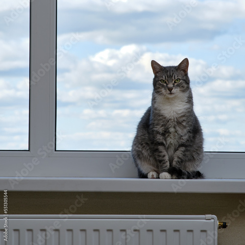 Adult gray cat near the window, pet on a white window sill indoor home © Андрей Журавлев