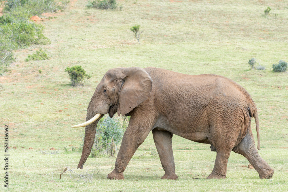 African bush elephant (Loxodonta africana), adult male, walking on savanna, Addo Elephant National Park, Eastern Cape, South Africa.
