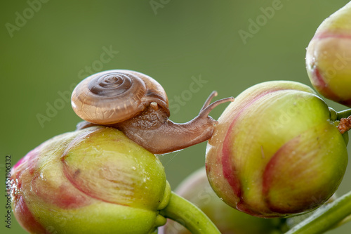 Snail on leaf in tropical forest