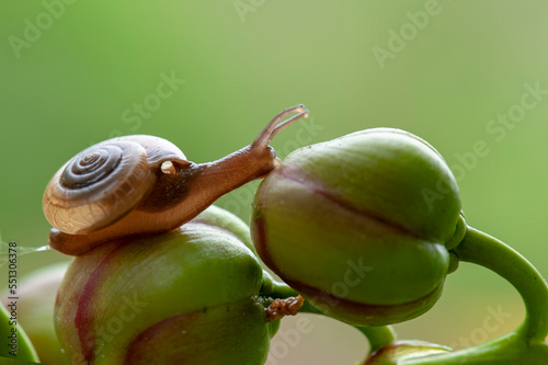 Snail on leaf in tropical forest