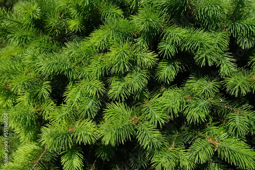 A background of green branches of a Christmas tree. High quality photo