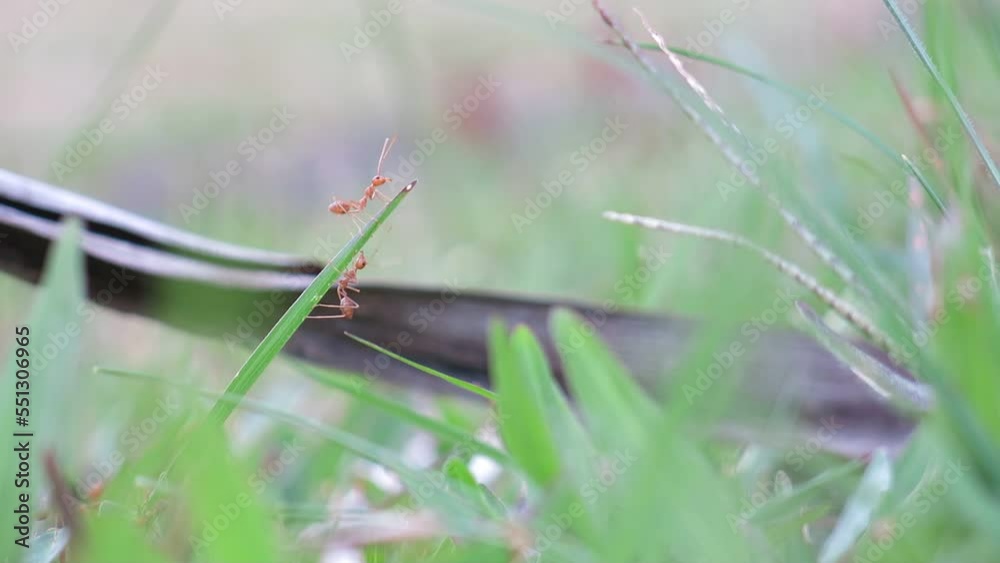 Red ant colony are walking around the grass, blurred surrounded background Red ant colony are walking around the grass, blurred surrounded background