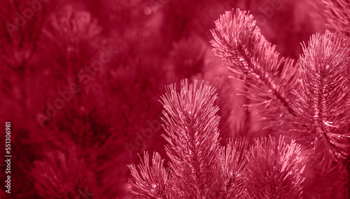 Sunlit fresh pine branches on dark backdrop of young pine forest close up in color 2023 Viva Magenta