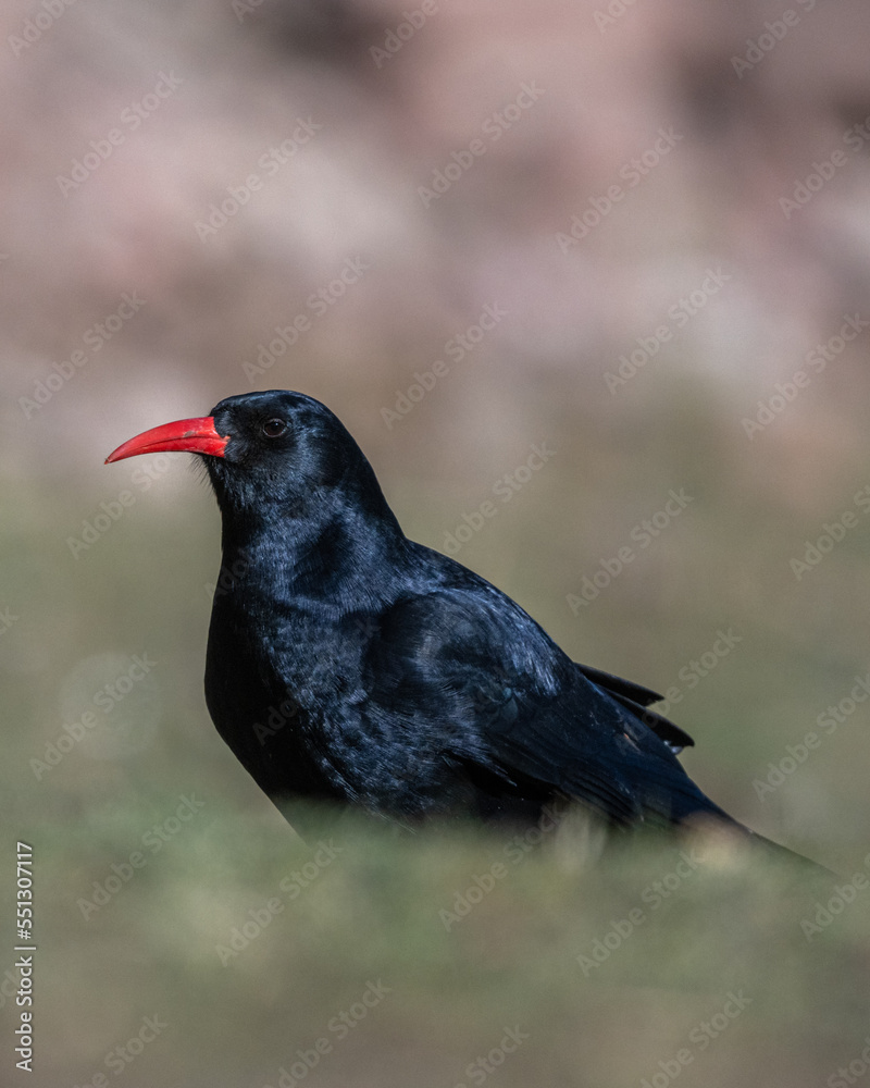 Fototapeta premium Red-billed chough, Pyrrhocorax pyrrhocorax, Atlas Mountains Morocco.