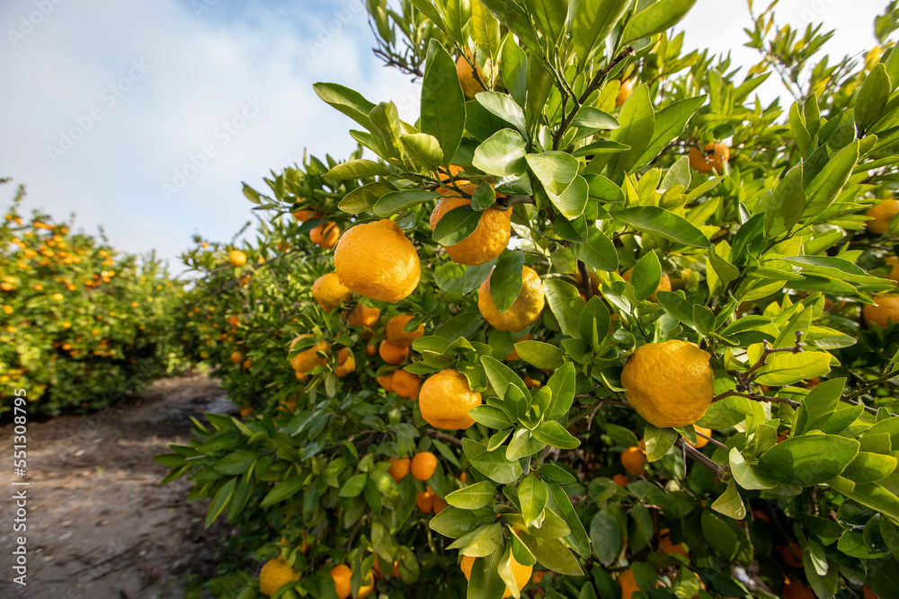 Tangerine trees in the garden, ripe tangerines. Izmir - Turkey
