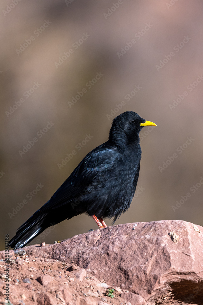 Alpine chough, Yellow-billed chough, Pyrrhocorax graculus. Atlas Mountains, Morocco.