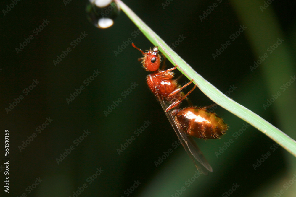 Naklejka premium close-up tropical fire ant, ant queen