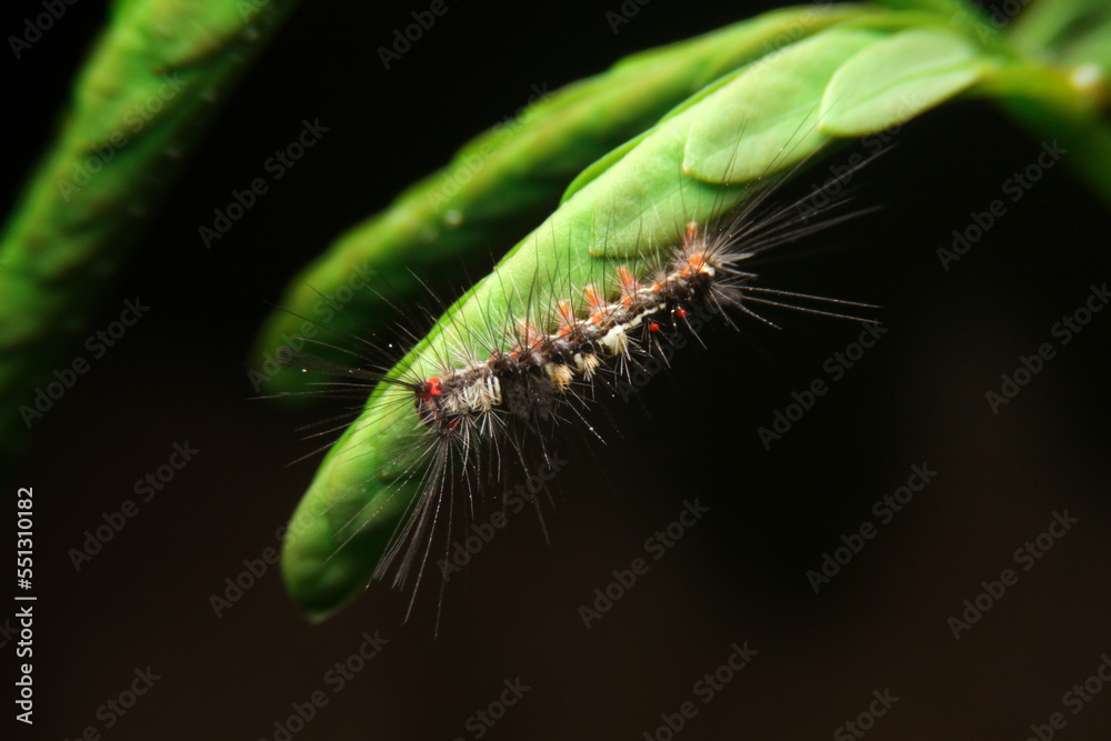 close-up vapourer moth caterpillar on leaf close-up vapourer moth caterpillar on leaf