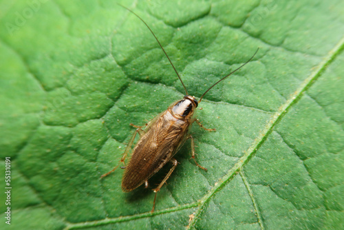 close-up blattella asahinai, german cockroach