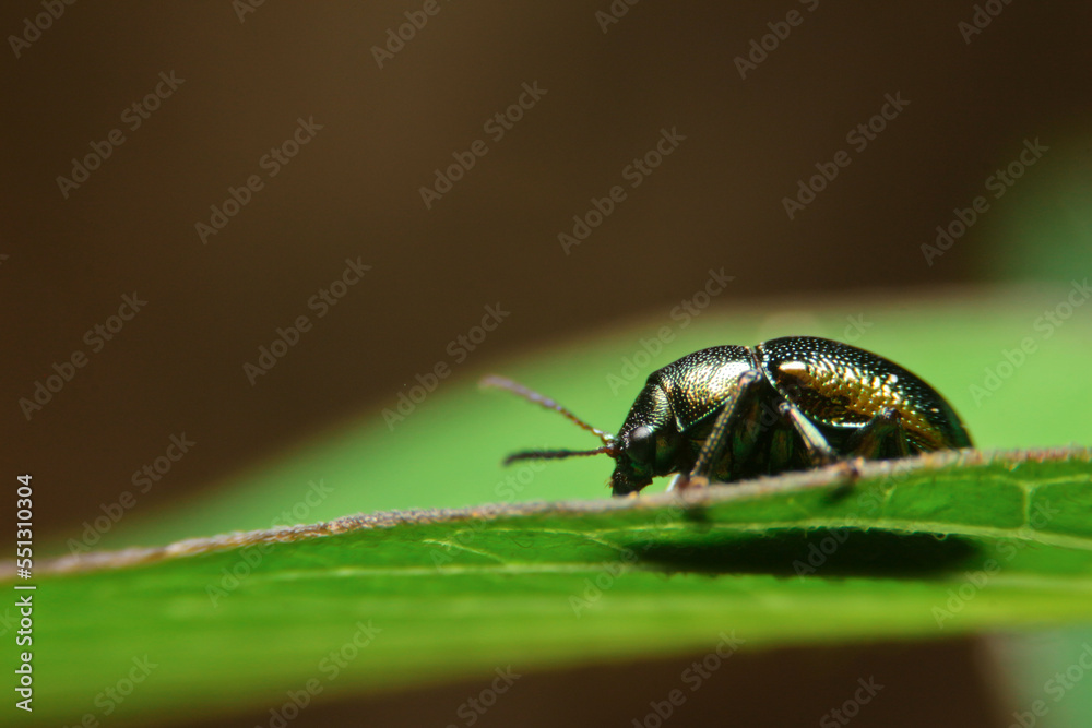 Naklejka premium close-up chrysolina black eat leaf