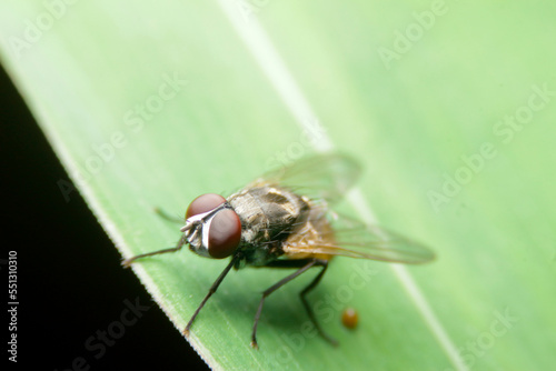 close-up fly dropping poop on leaf © afe207