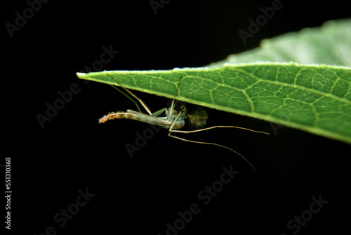 close-up chironomid midge on green leaf, night time photo
