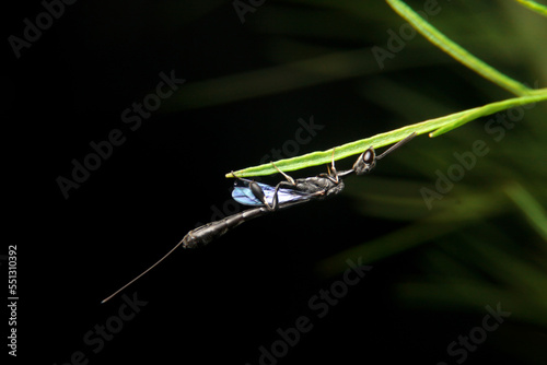 close-up ensign wasp, evaniidae on night time photo