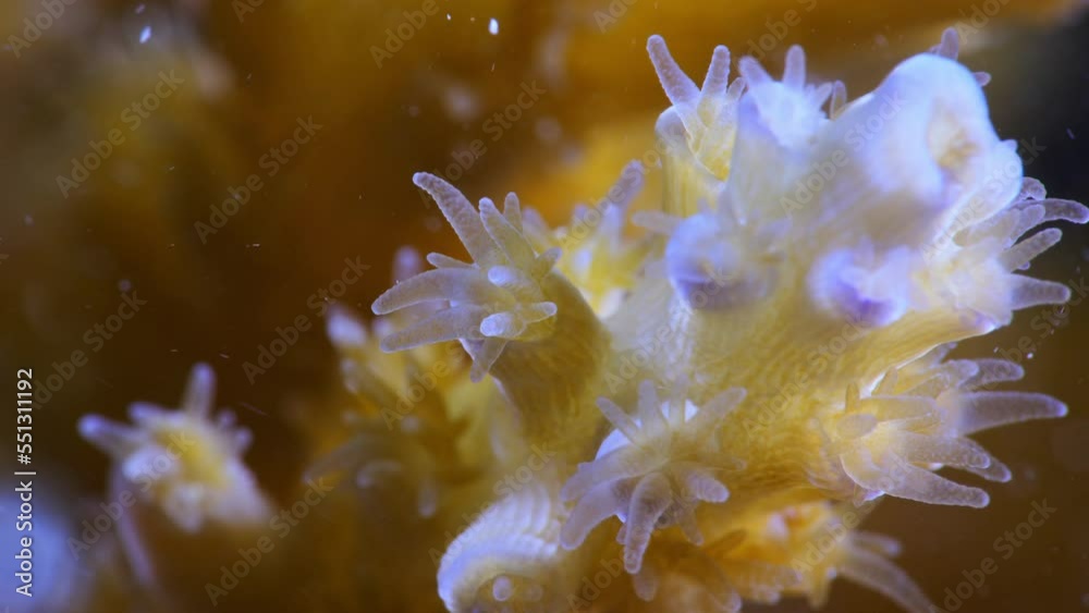 Close up macro shot of coral polyps feeding on plankton in current